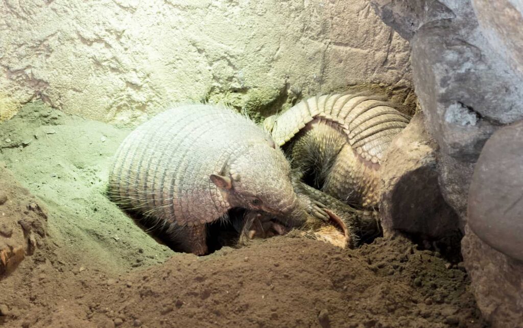 How To Get Rid Of Armadillo Holes