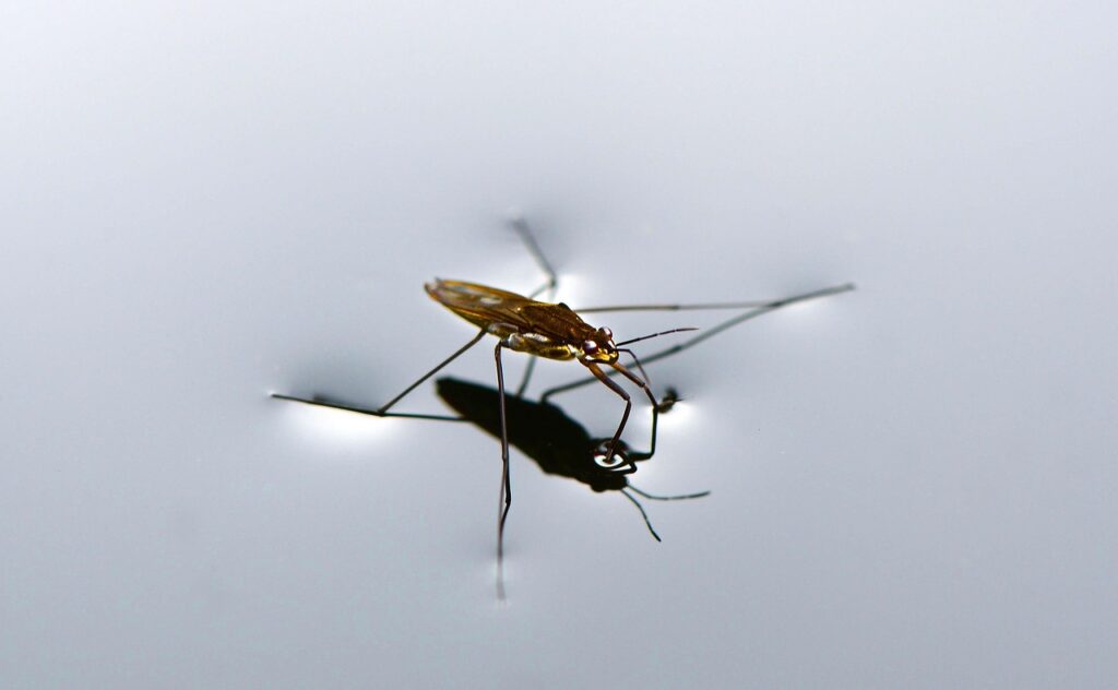 Oriental cockroach water bug near a drain — what kills water bugs instantly