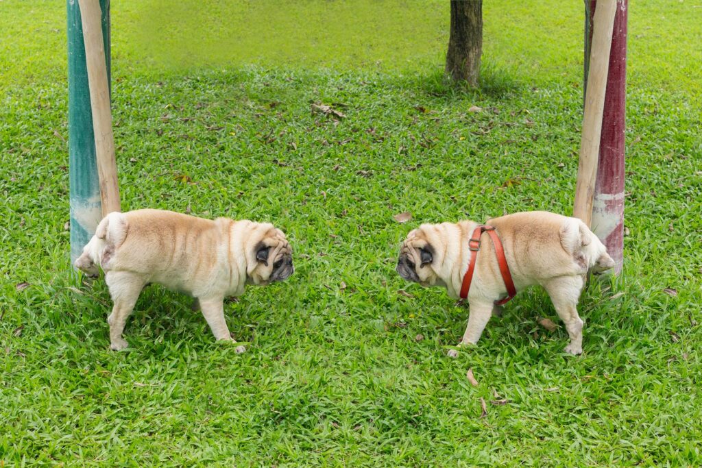 Natural way to get rid of dog urine smell outside