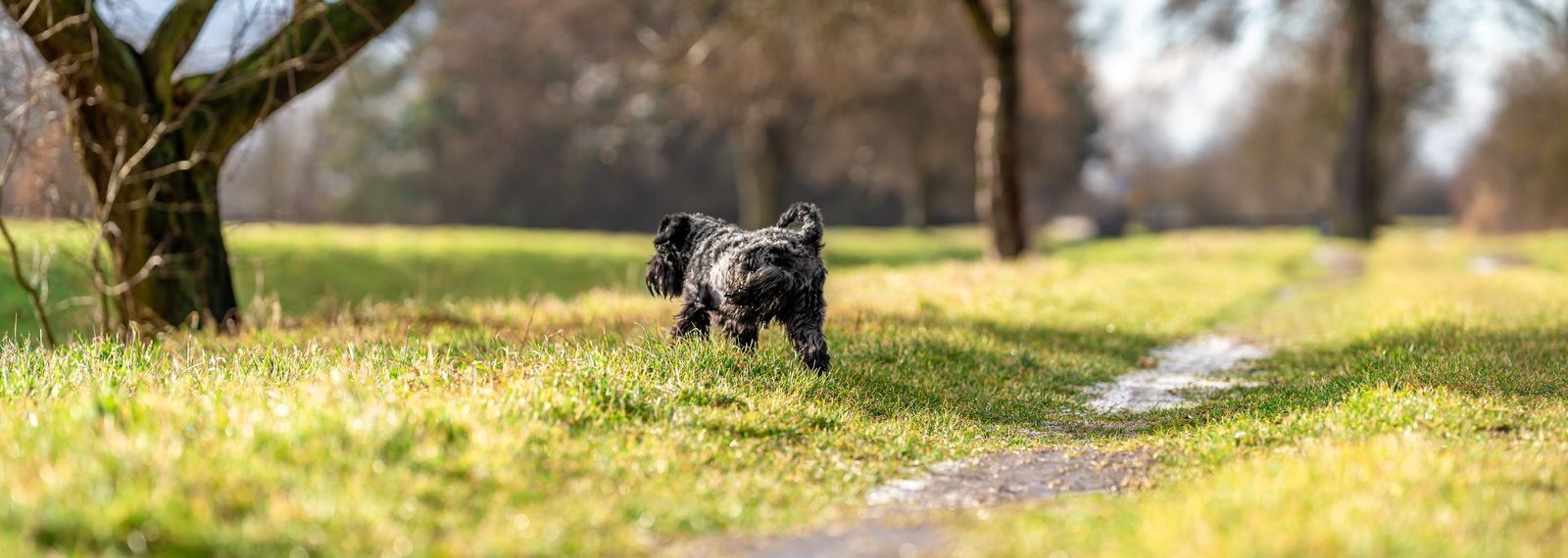 Natural ways to get rid of dog urine smell outside