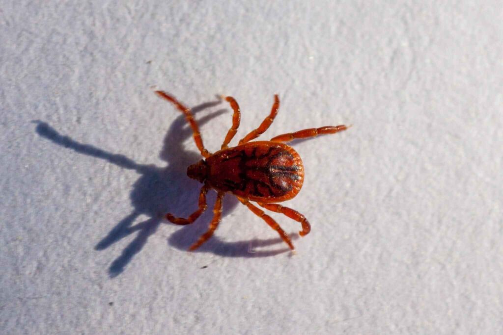 repel chiggers naturally