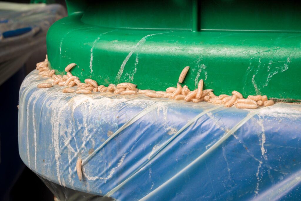 Get Rid Maggots From Trash Can