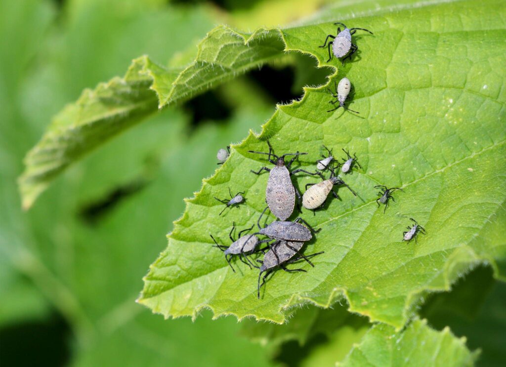 How to Get Rid Squash Bugs