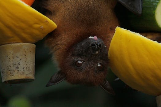 how to repel bats porch