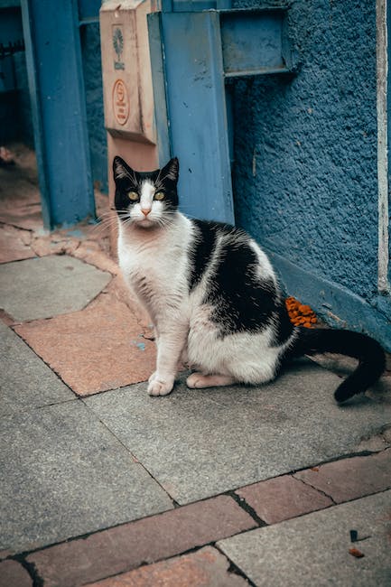 stray cat repel