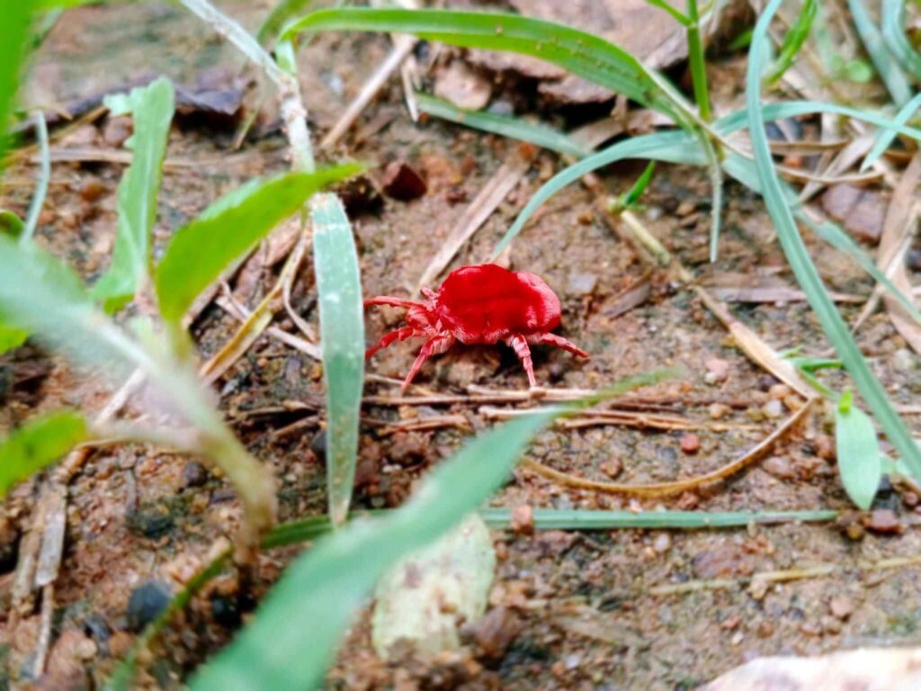 get rid chiggers naturally