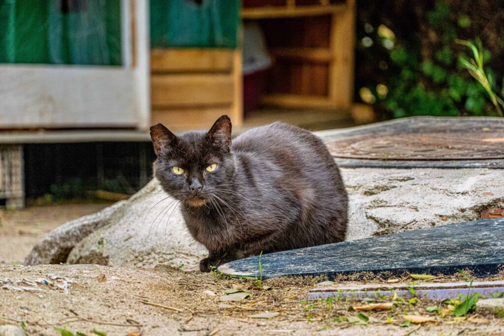 repel stray cats from yard