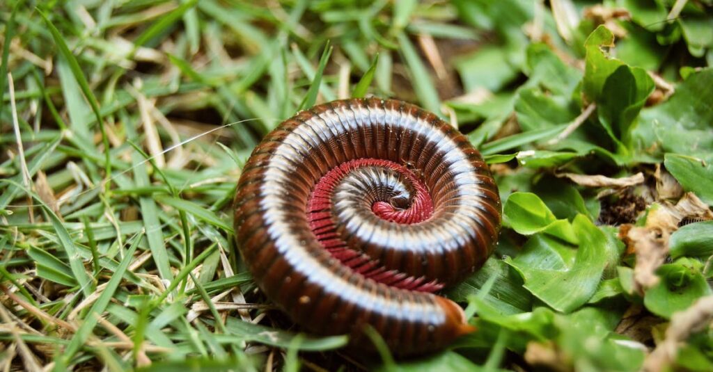 New Millipede species