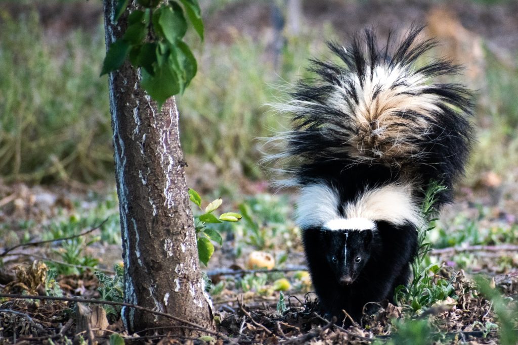 The Risks and Dangers Associated with Skunk Dens