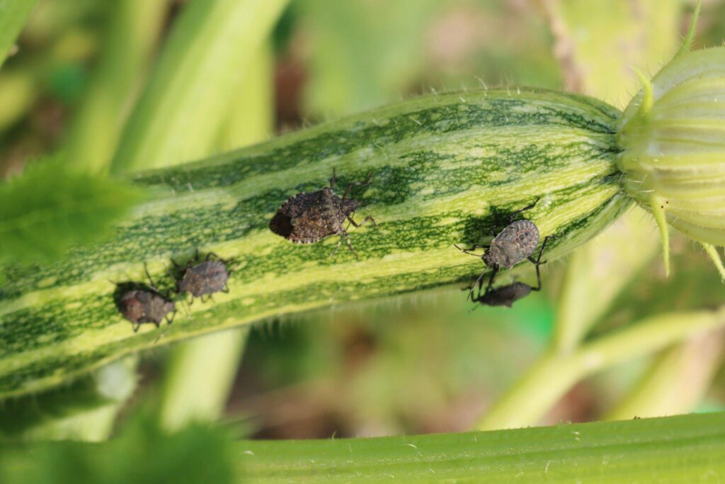 Get Rid of Squash Bugs
