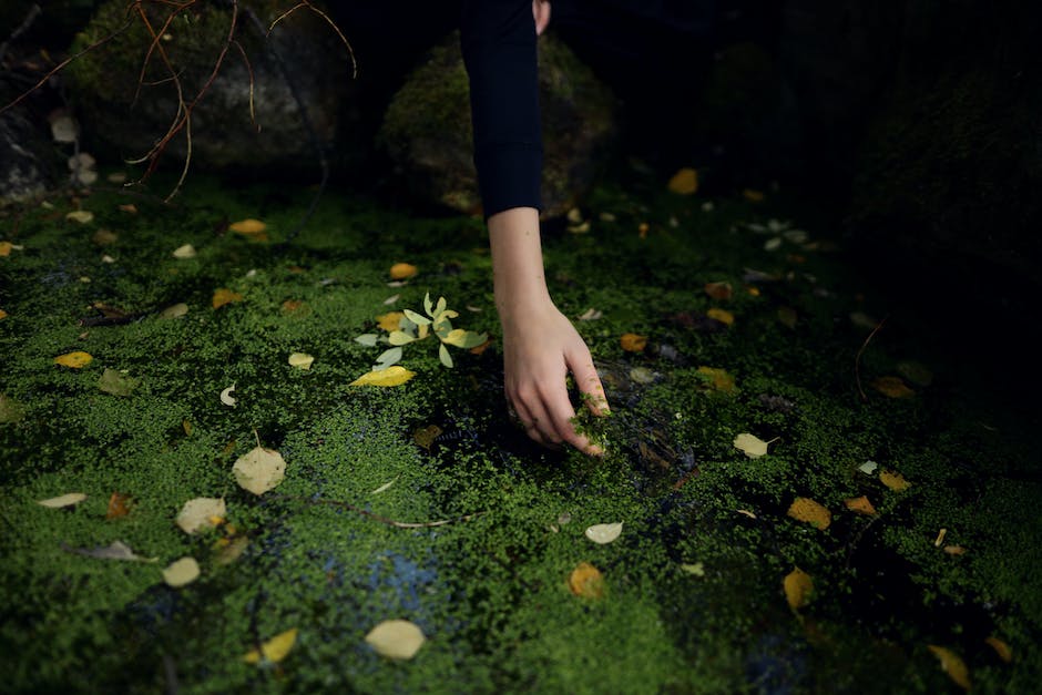 how to Get Rid of Duckweed