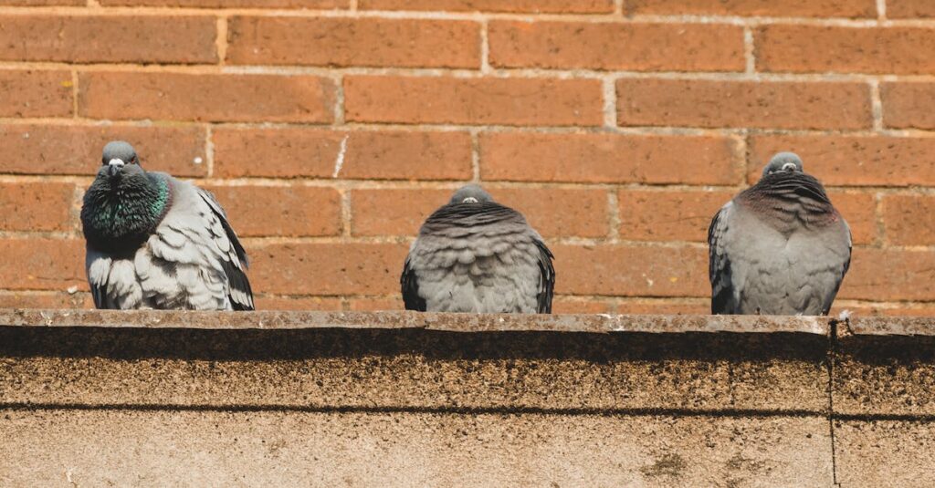 Pigeons resting on a building roof