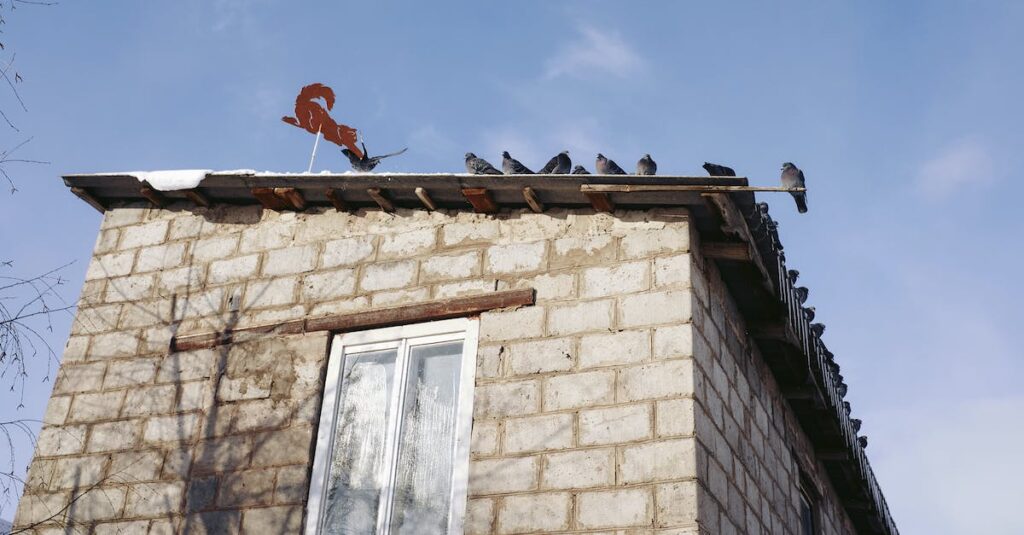 How to Get Rid Of Pigeons But Not Other Birds