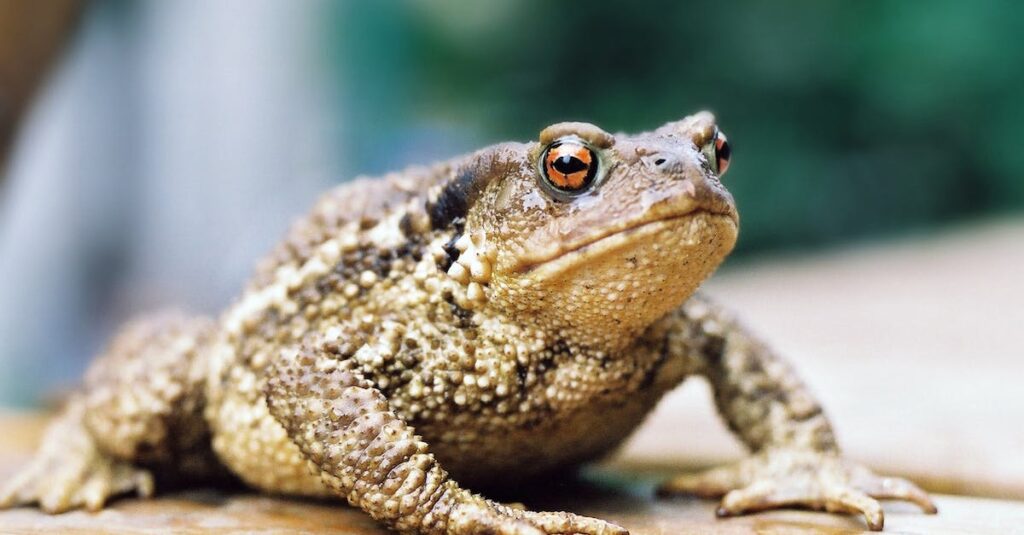 repel frogs from house and yard