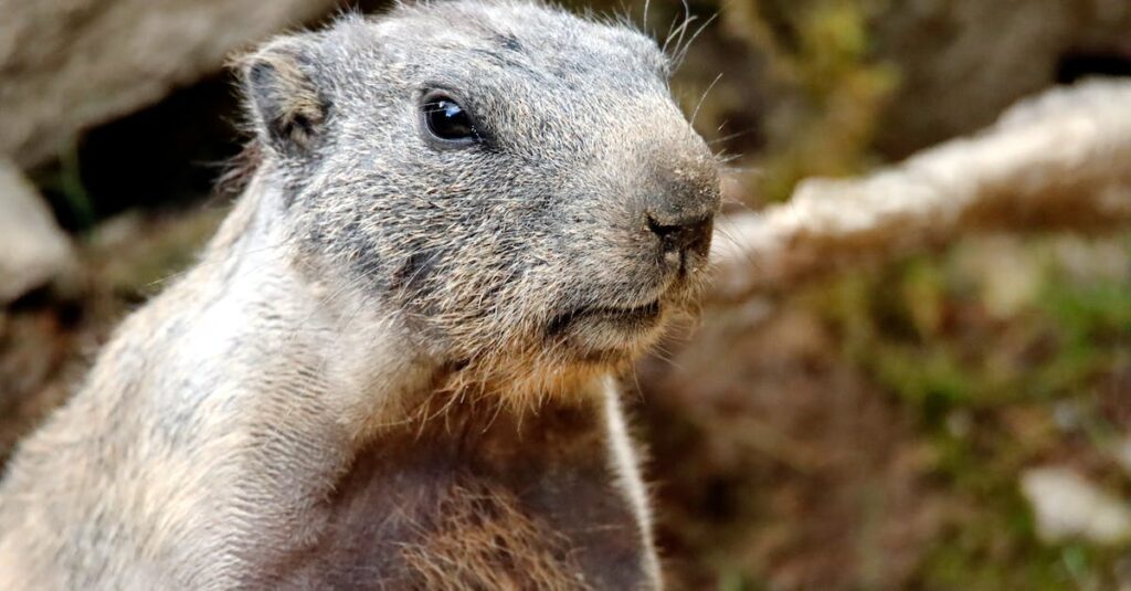 Best Way to Get Rid of Groundhogs