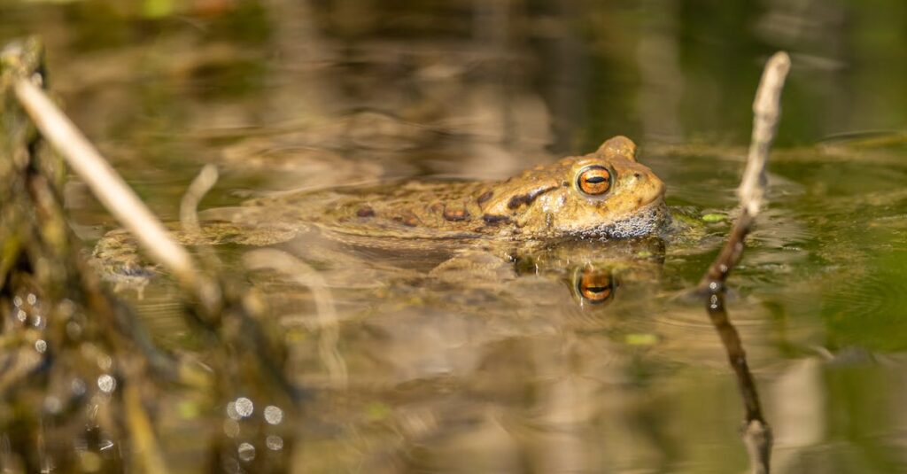 how to deter frogs from house