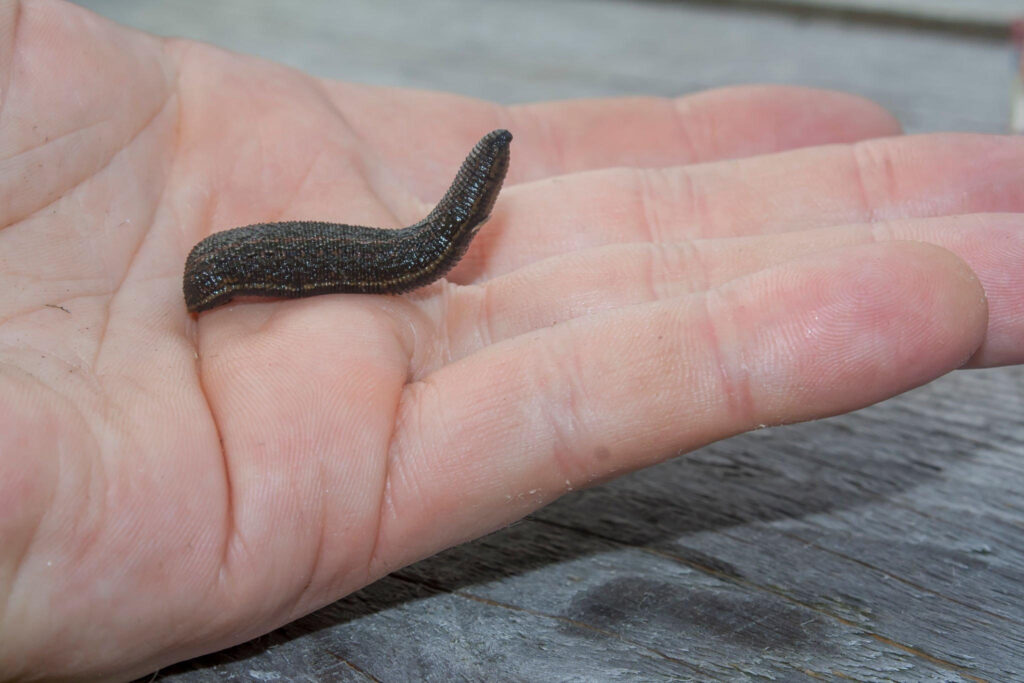 How to Keep Leeches Away from House