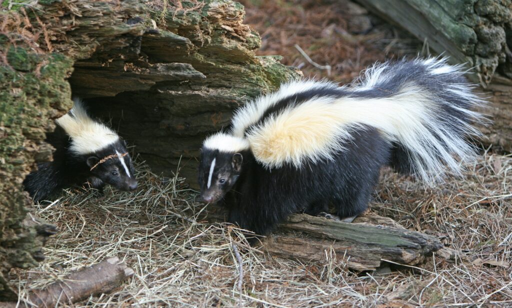 The Risks and Dangers Associated with Skunk Dens
