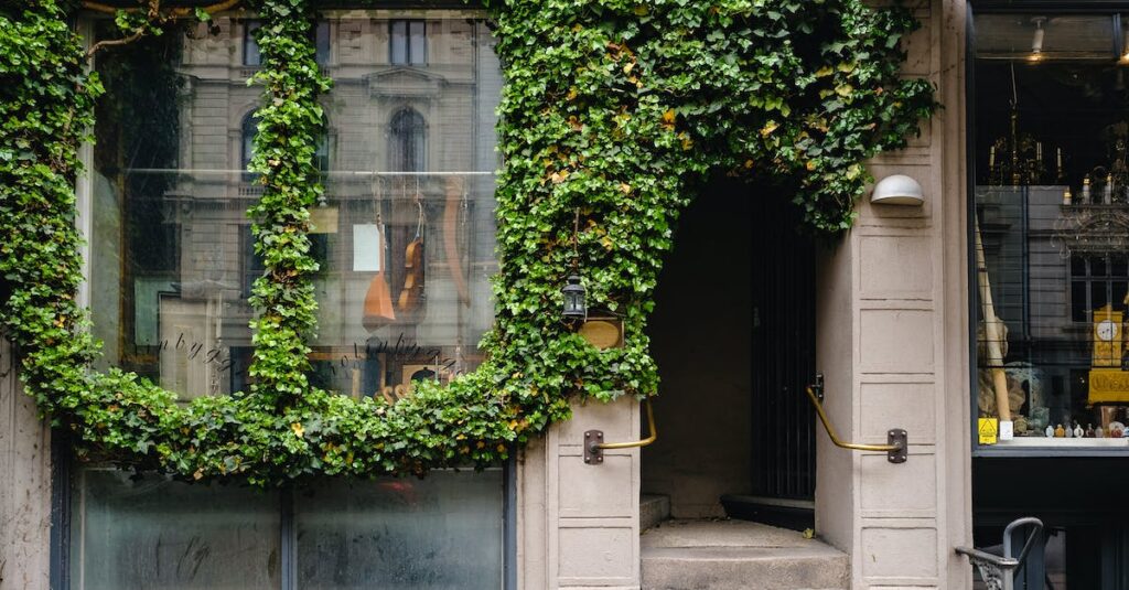 how to indentify common ivy