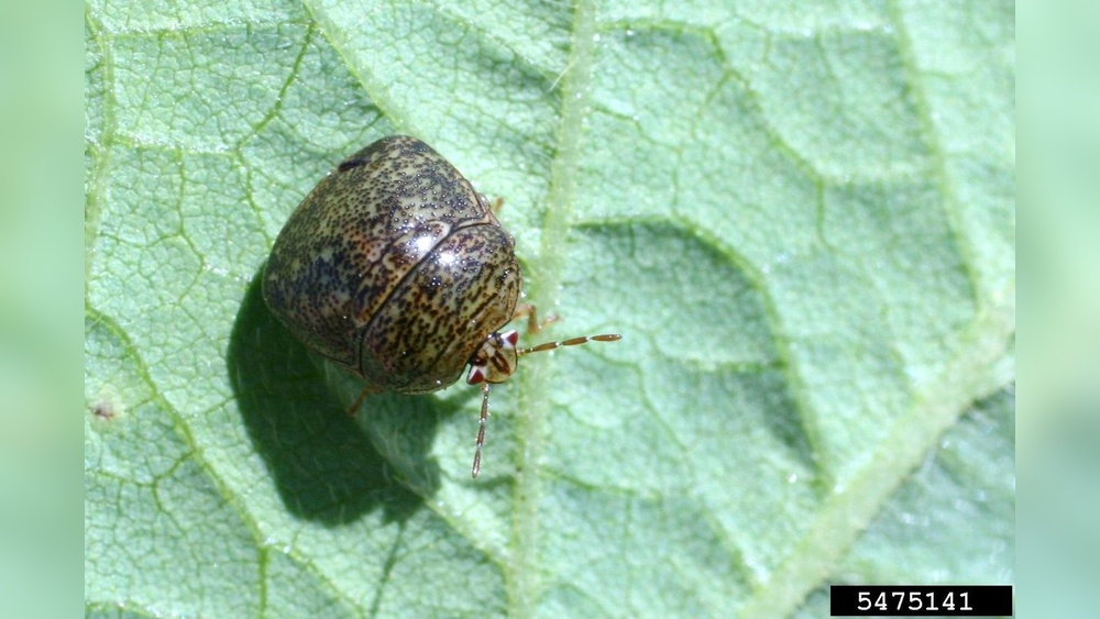 Kudzu bugs crawling on a green leaf