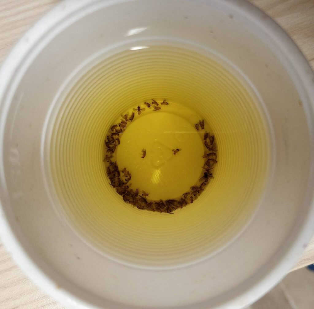 apple cider vinegar trap in white cup showing dozens of drain flies and fruit flies drowned at the surface