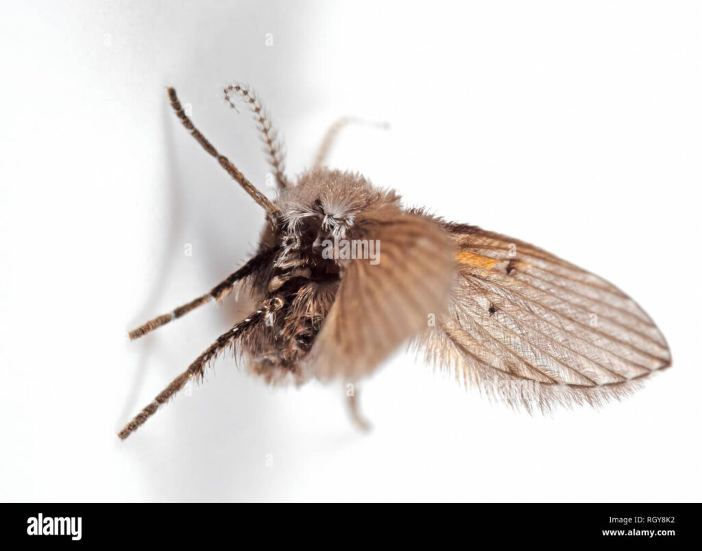 macro close up of a drain fly with wings spread on white wall showing fuzzy body and antennae