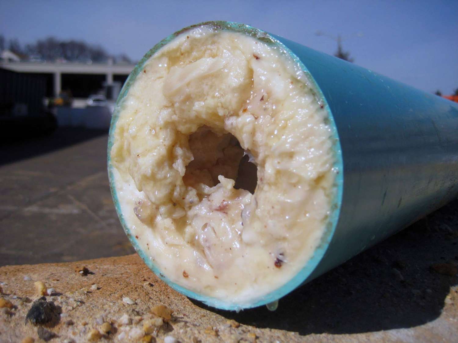 cutaway view of drain pipe filled with thick white biofilm buildup where drain flies breed and lay eggs
