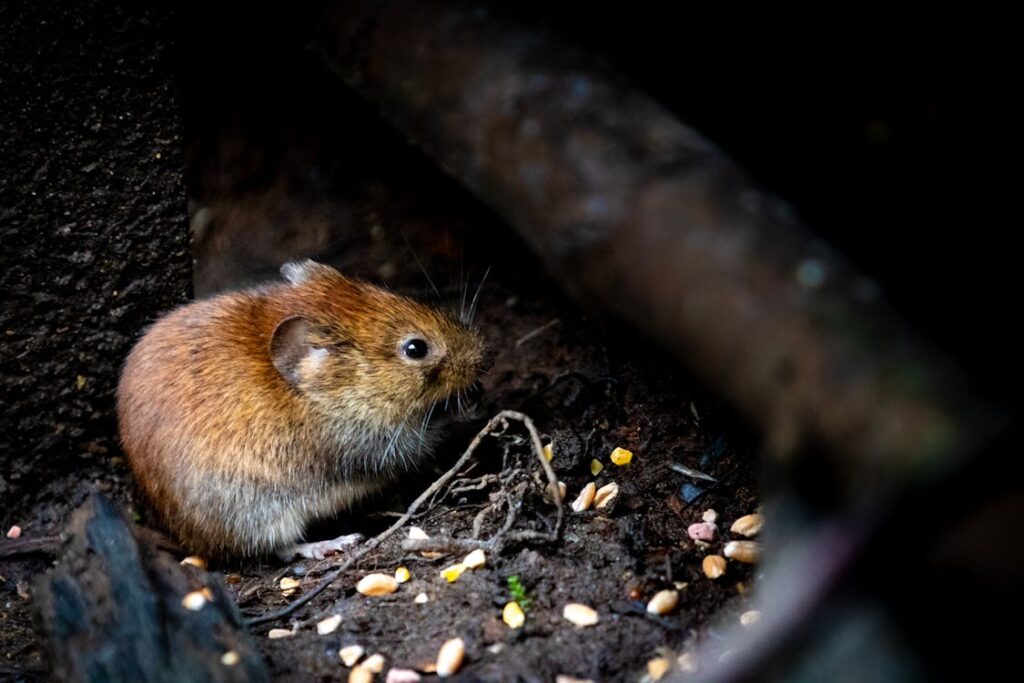 Small brown rat nestled among forest debris in its natural habitat