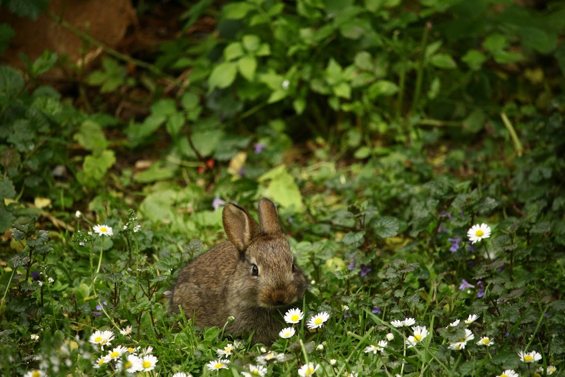 Young rabbit among daisies showing why companion borders matter in gardens