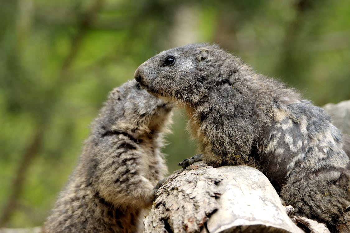 Two groundhogs interacting on a log in a natural setting