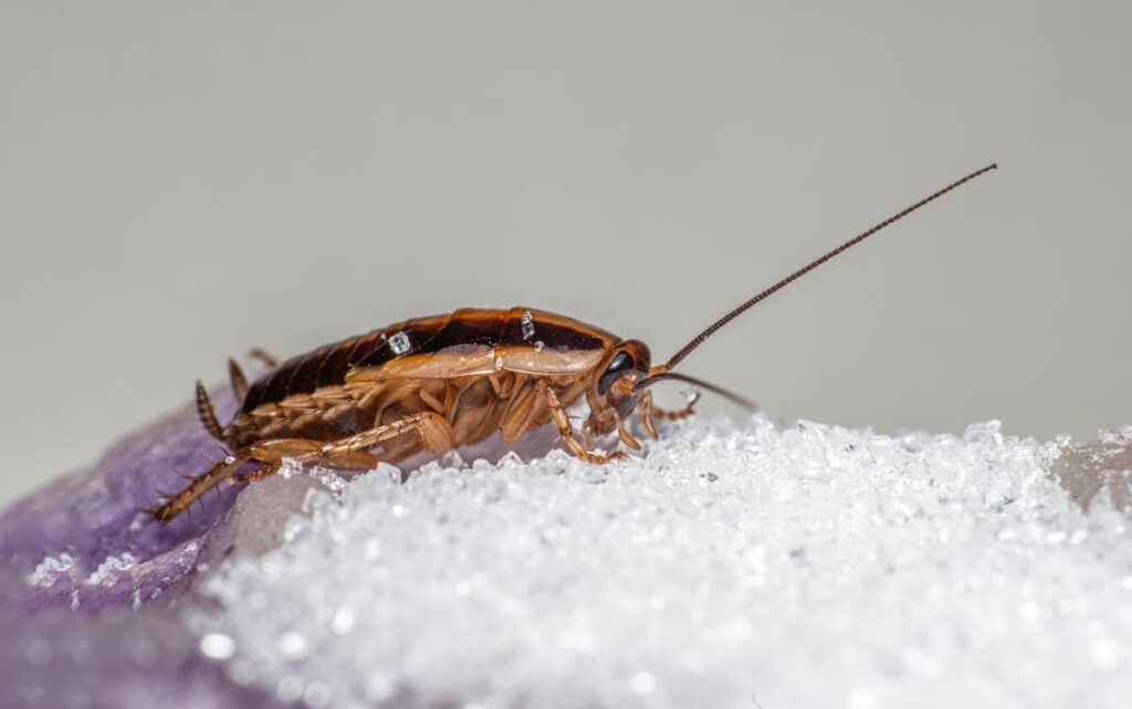 German cockroach feeding on sugar crystals on a kitchen surface