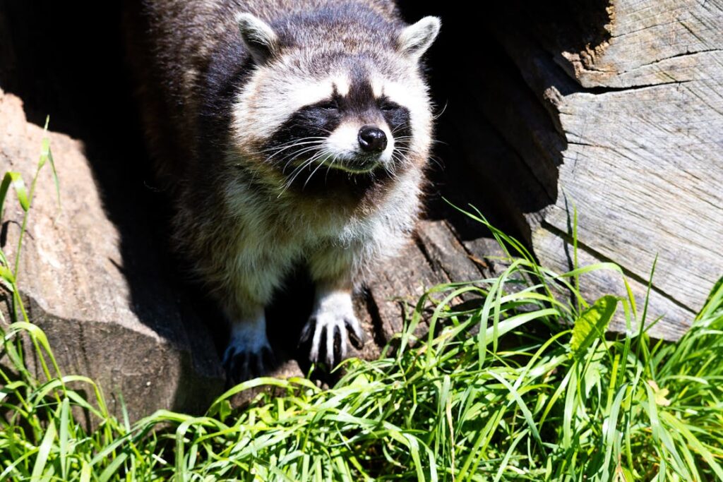 Cute raccoon looking out from logs in its natural habitat
