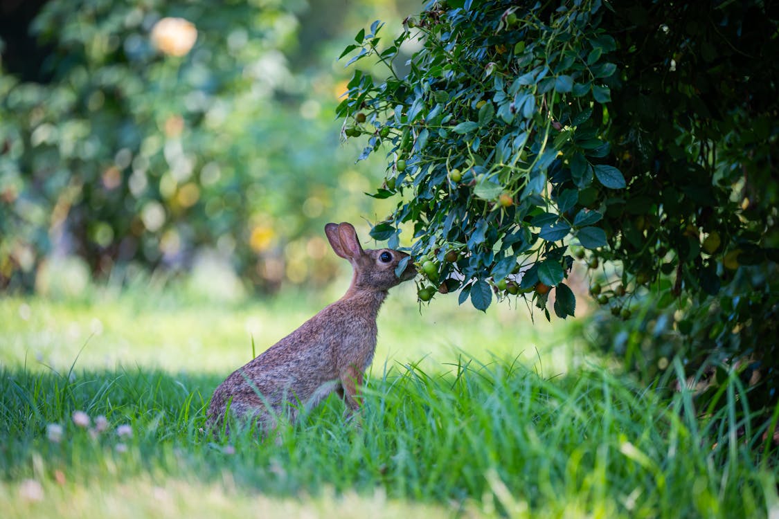 Wild cottontail rabbit standing to nibble leaves in a garden