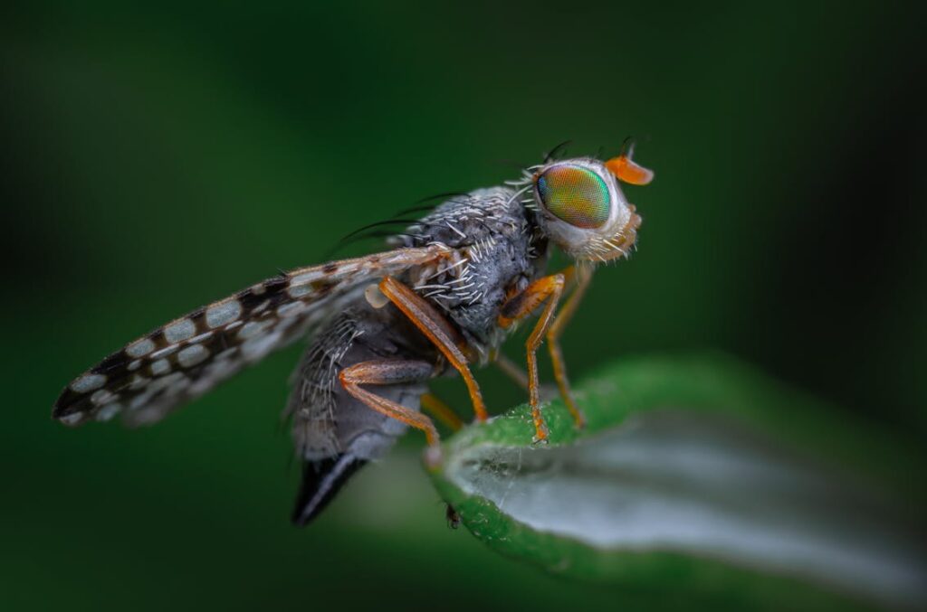 Close-up macro photograph of a fruit fly on a leaf