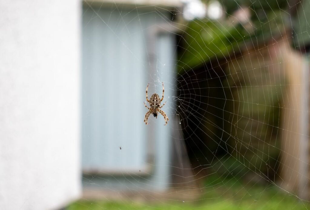 Spider on web in a backyard setting near the house