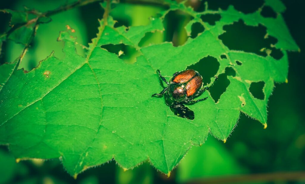 Japanese beetle on a green plant leaf in a garden setting