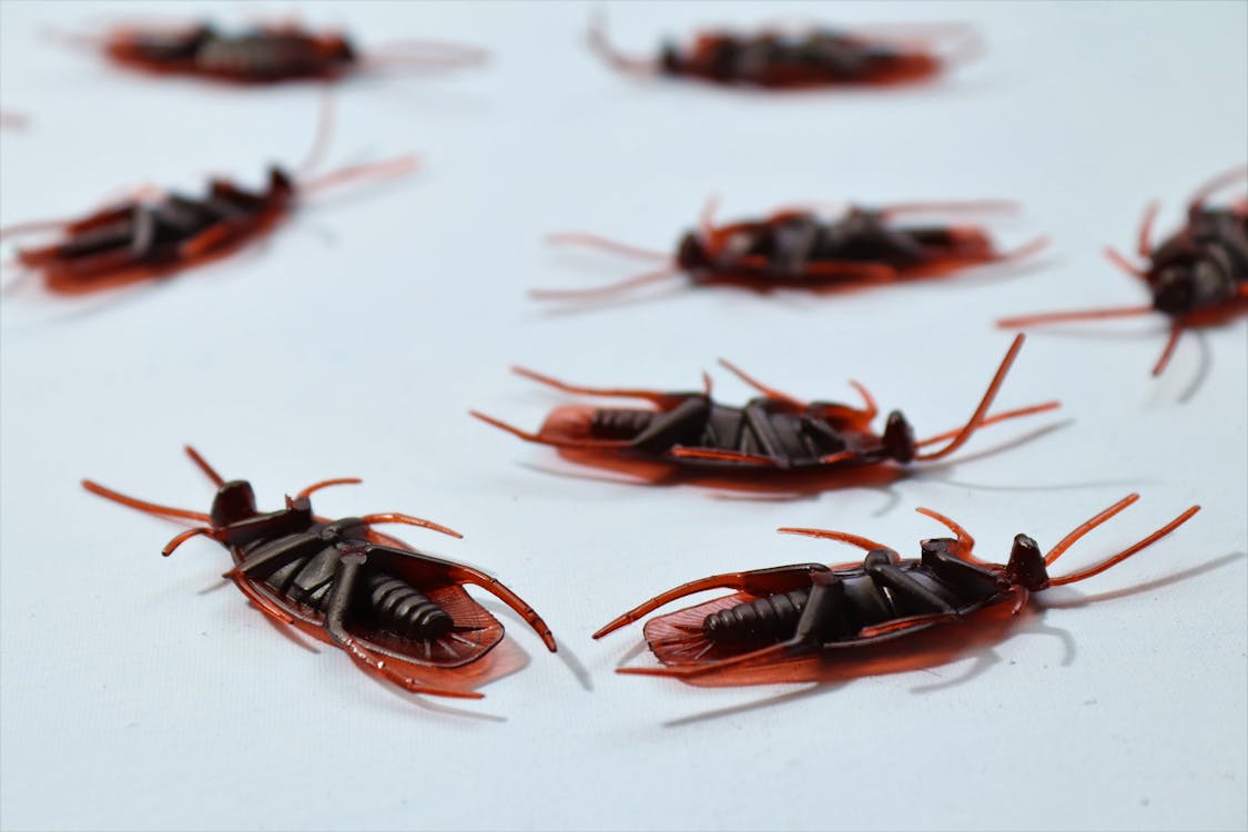 Several dead cockroaches on a white surface after natural pest control treatment
