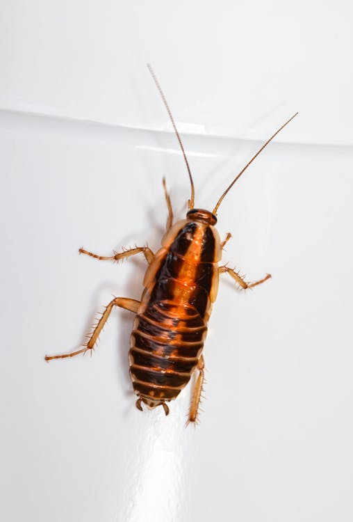 Close-up of a cockroach on a white surface showing identifying features