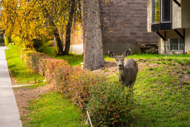 How to Keep Deer Out of Your Garden: 10 Proven Methods