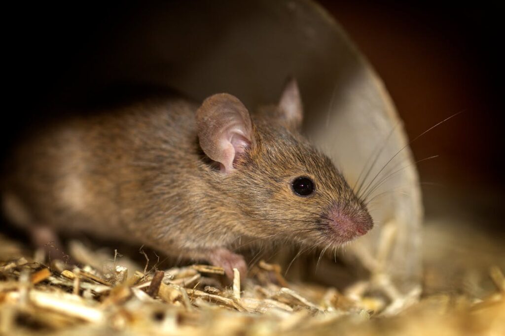 House mouse indoors near a wall showing typical mouse behaviour