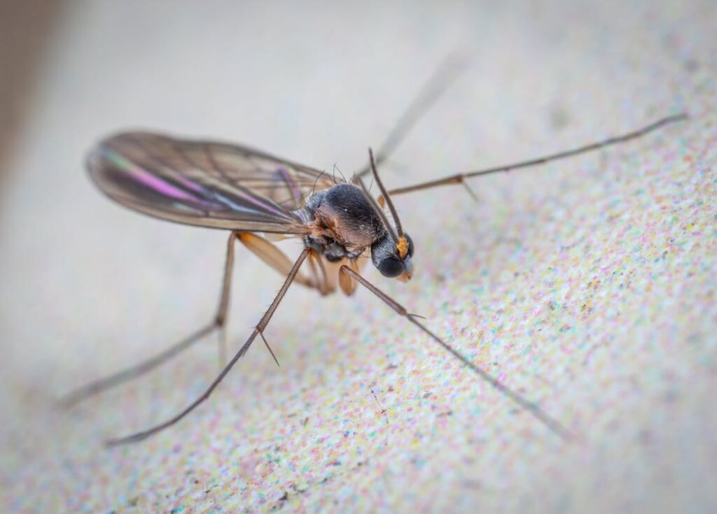Close-up macro photograph of a fungus gnat on a white surface
