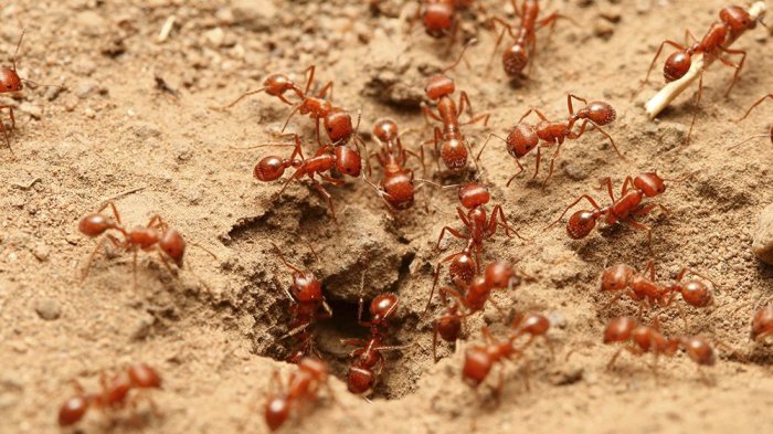 A swarm of fire ants crawling on the ground