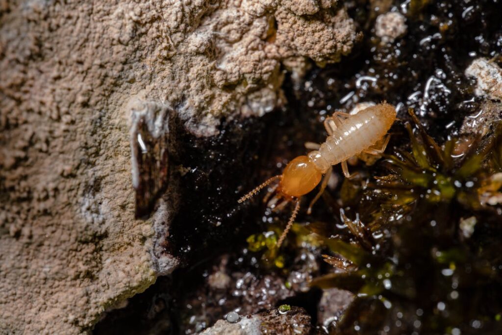 Detailed macro shot of a termite on wood showing insect behavior and texture