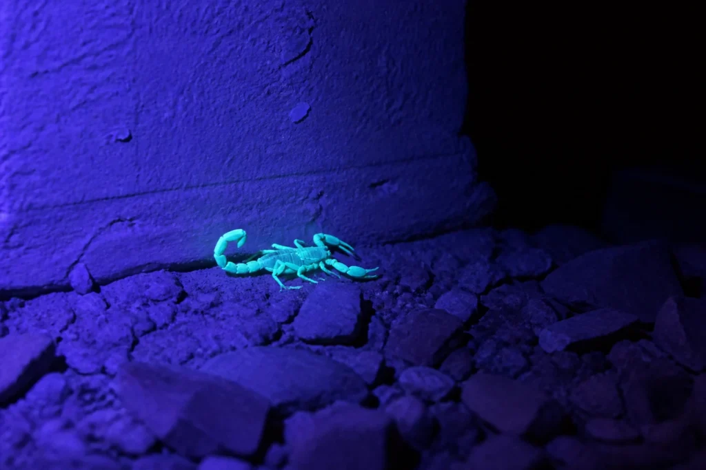 Arizona bark scorpion glowing blue-green under UV blacklight on desert rock at night