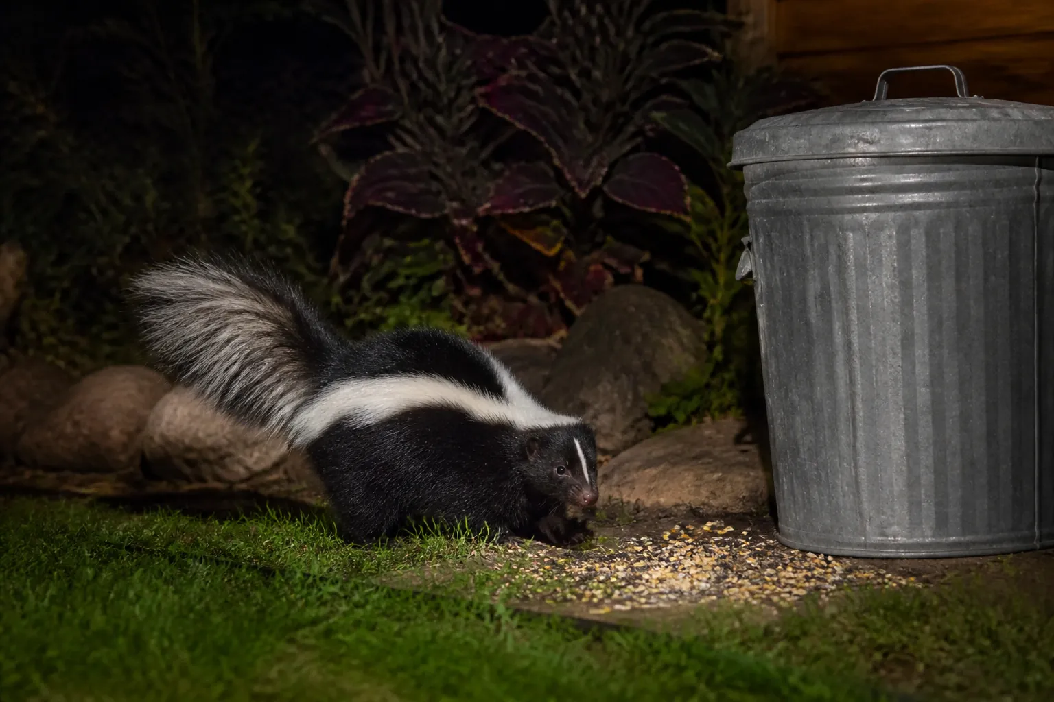 Striped skunk foraging spilled seed beside a closed metal trash can at night